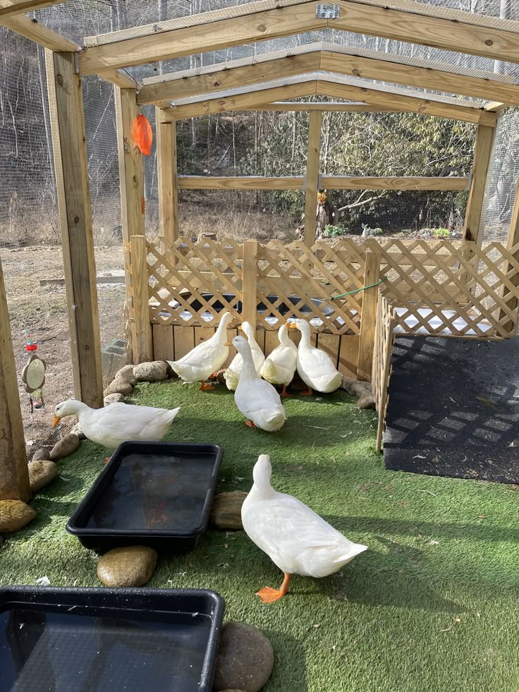 a Duck Coop