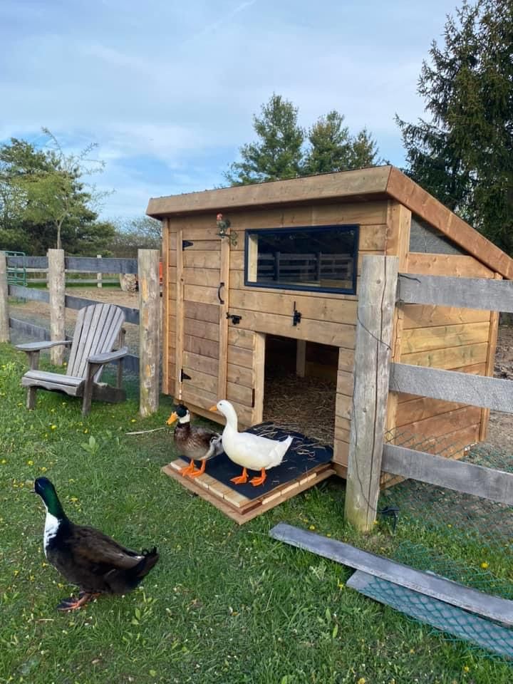 a Duck Coop